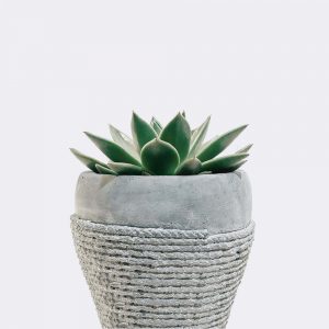plant5 free img